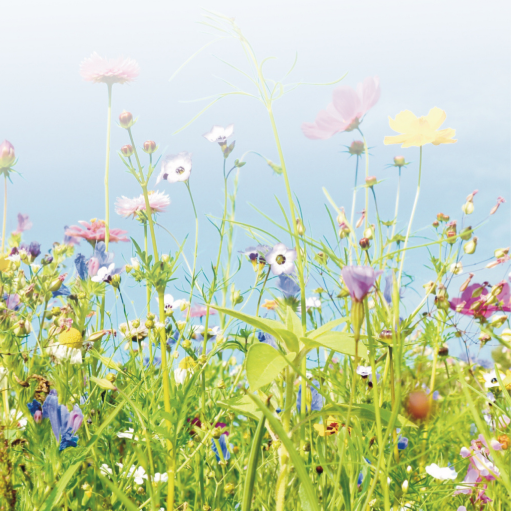 blumen_wiese_quadrat_klein